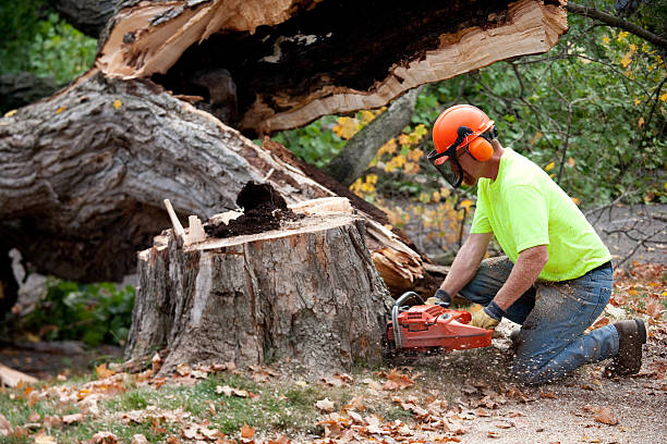 The Steps Involved in Our Tree Care Process in Miami, FL